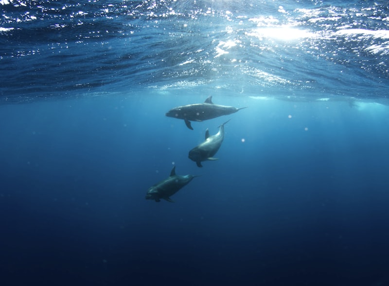 Wild bottlenose dolphins swimming in clear Florida water