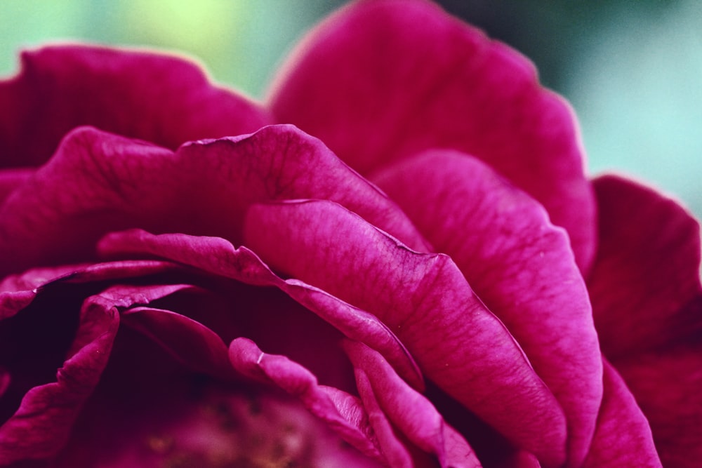 Makrofotografie einer rotblättrigen Blume