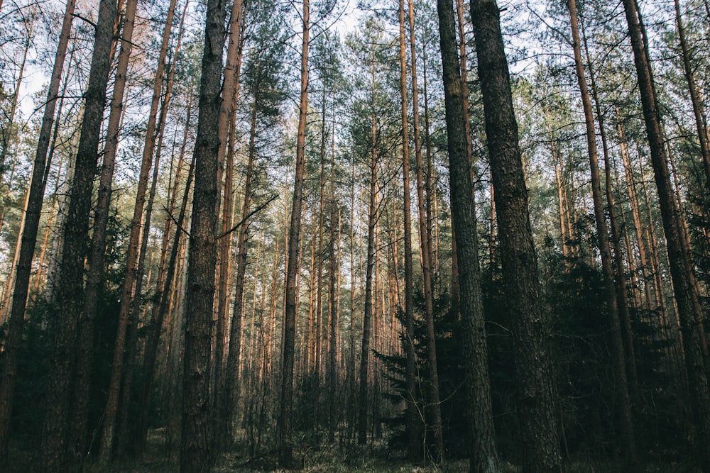 low angle photo of brown trees