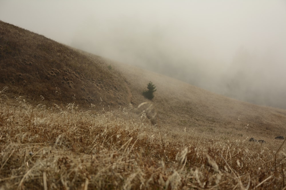 landscape photography of brown grass field