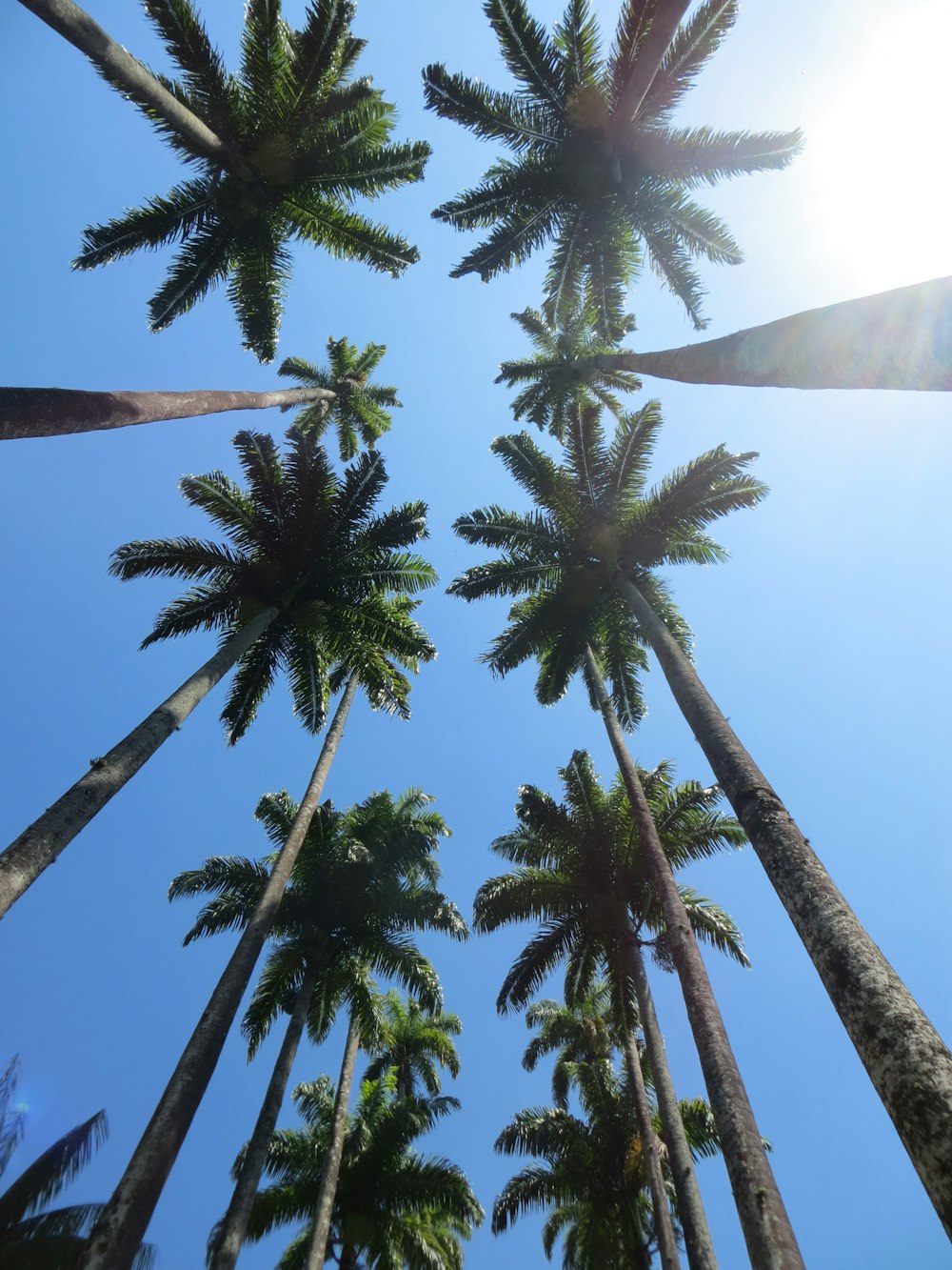 low angle photography of coconut trees