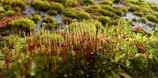 A close-up view of vibrant green moss with delicate, spindly stalks topped with rounded capsules, covering a surface. The moss is densely packed, displaying various shades of green and brown, with dewdrops adding a fresh, glistening effect.