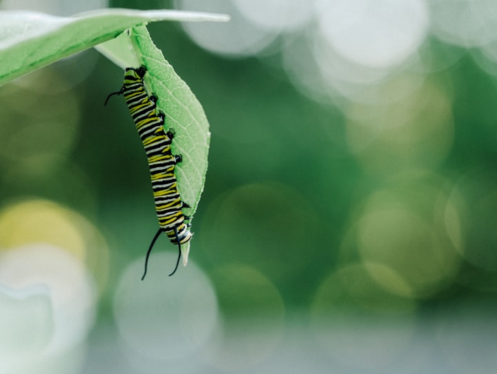 Caterpillar Dreaming