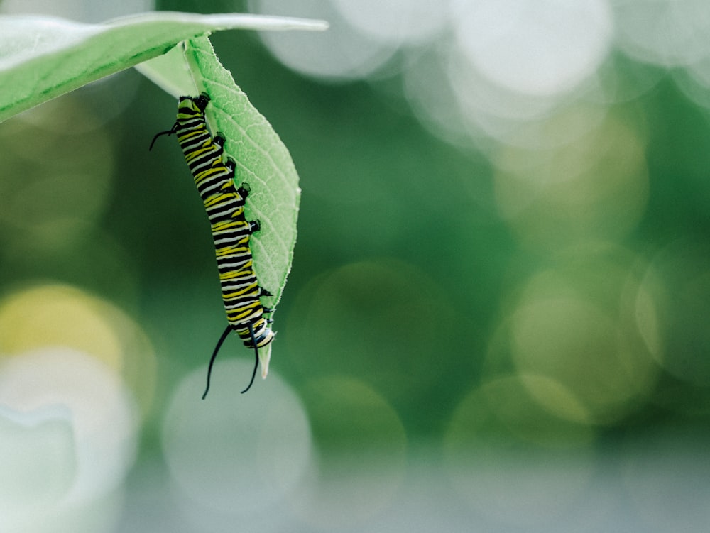 tiger caterpillar under leaf