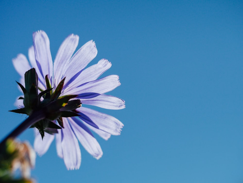 low angle photography of purple petaled flower