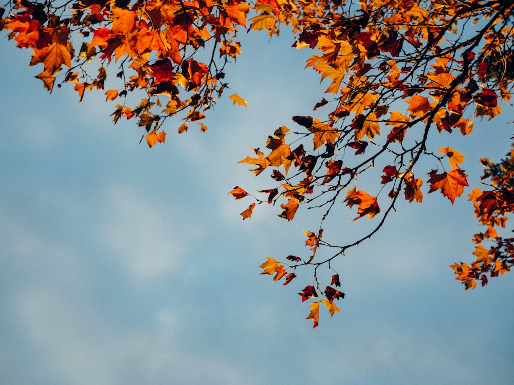 brown-leafed tree under blue sky