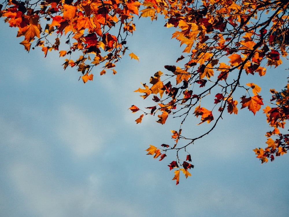 albero a foglia marrone sotto il cielo blu