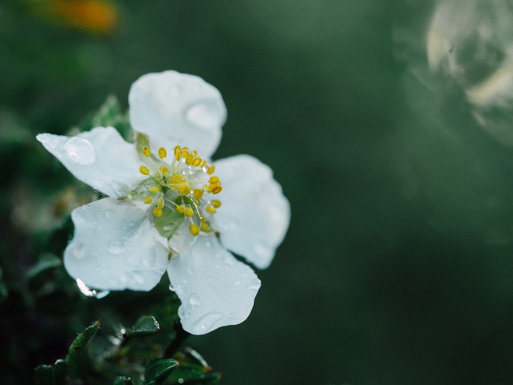 white petaled flower