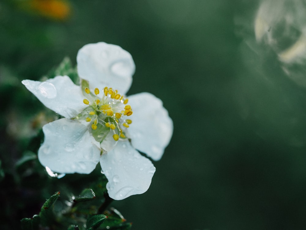 flor branca de pétalas