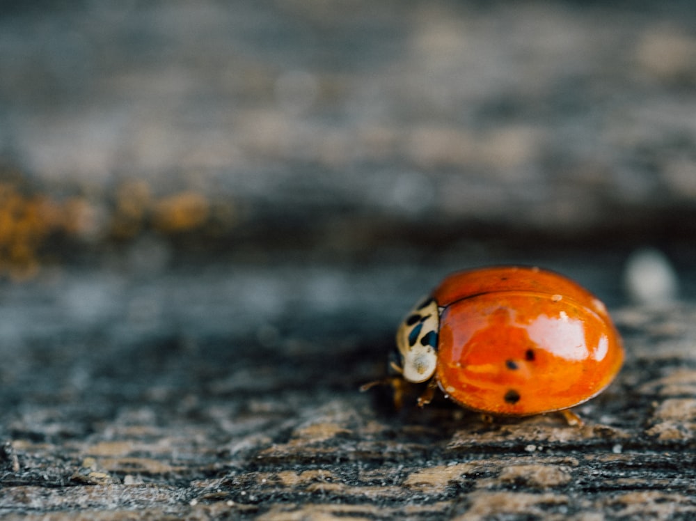 orange ladybug