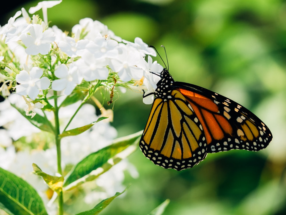 oranger und weißer Schmetterling auf Blüte