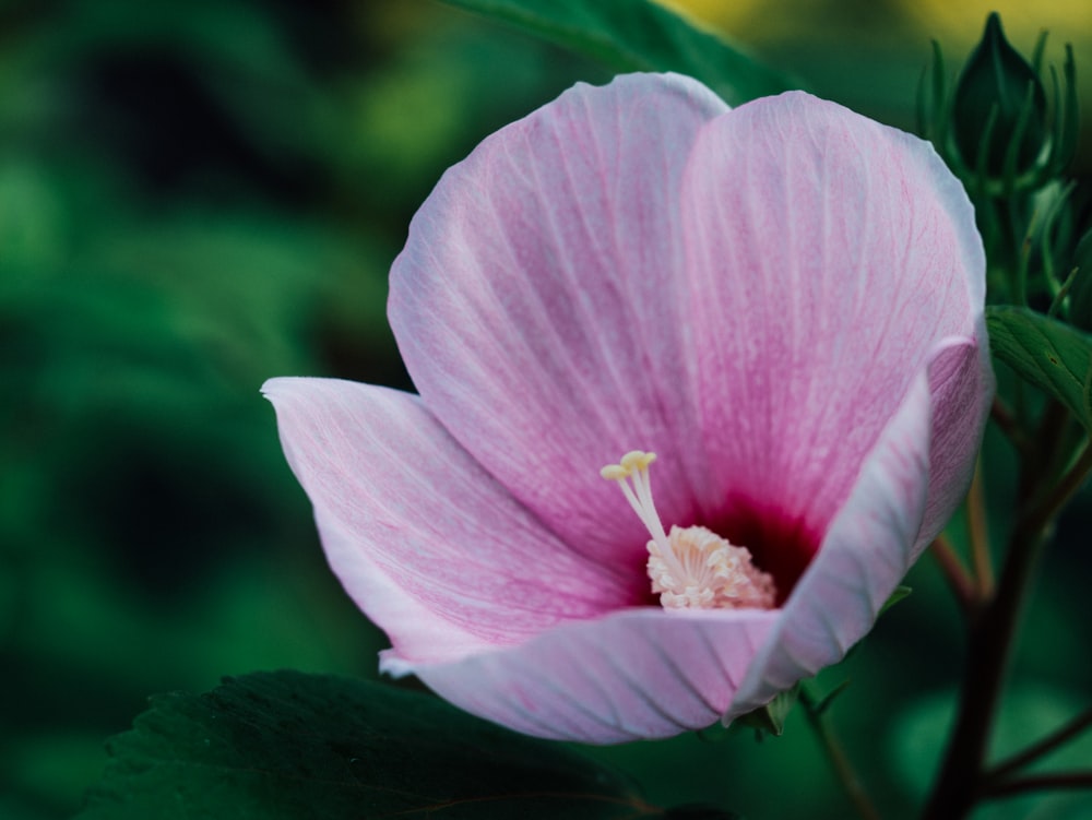 Foto de enfoque superficial de flor rosa