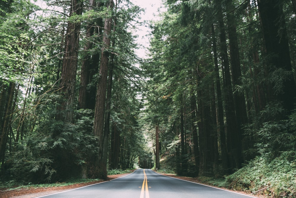 gray concrete road between green trees at daytime