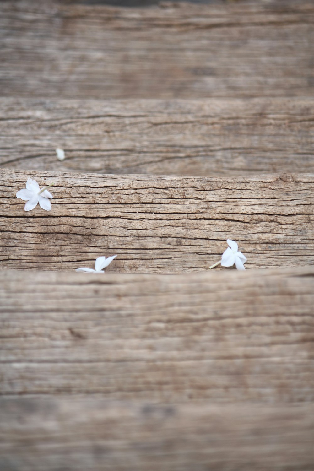 white flowers on brown wood