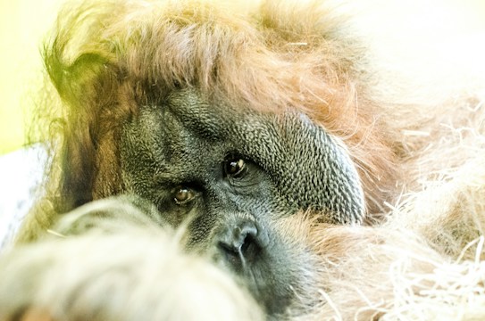 A close-up of an orangutan's face, highlighting its expressive eyes and textured skin. The orangutan's fur is a mix of reddish-brown and lighter shades, with soft lighting that enhances its features.