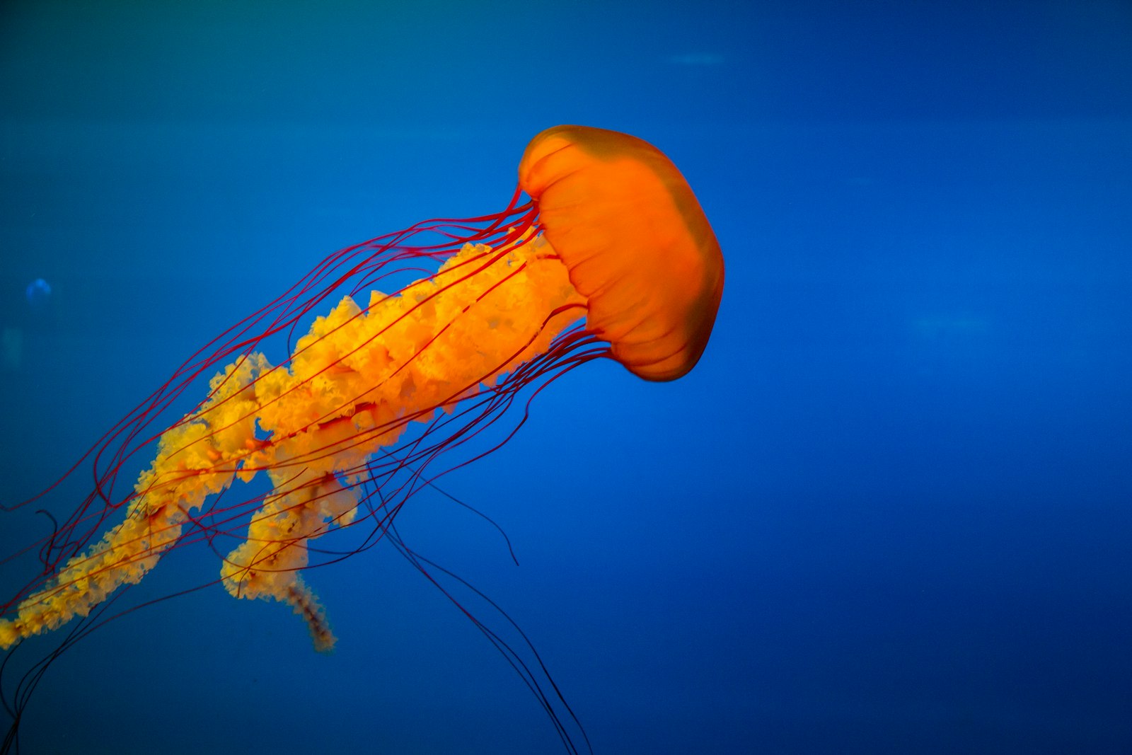 Canon EF-S 18-135mm F3.5-5.6 IS sample photo. Yellow jelly fish photography