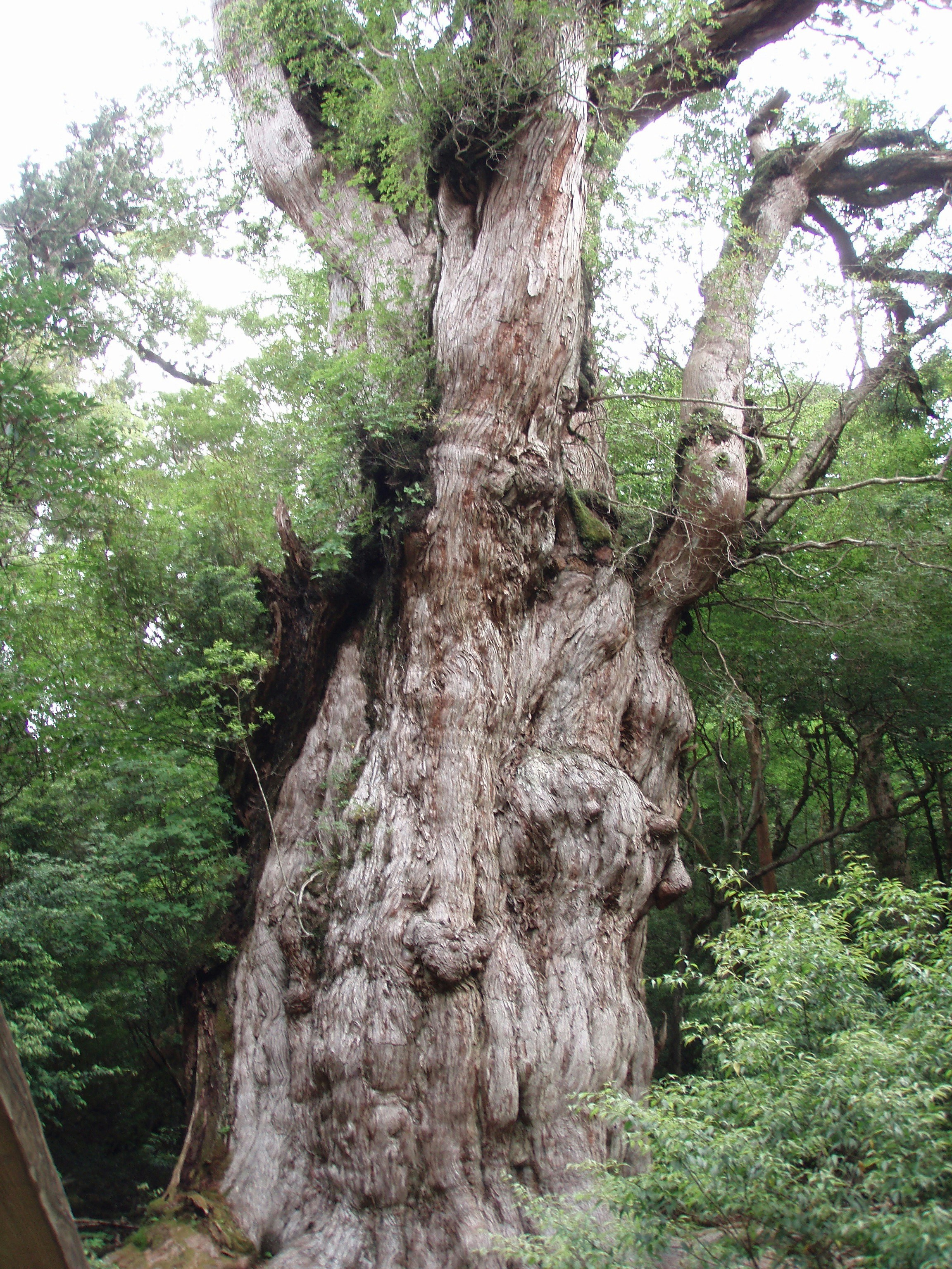 Free Unsplash photo from S A