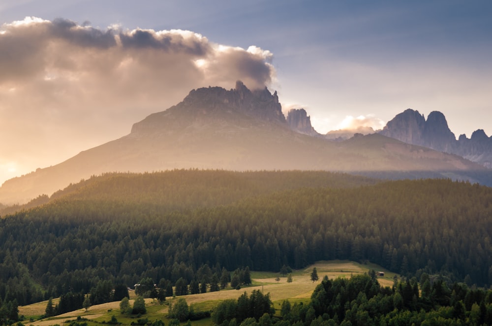 montanha cercada por árvores