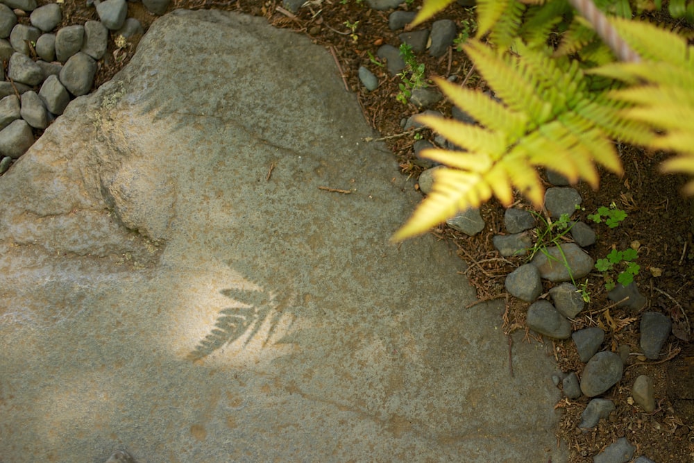 a rock with a leaf imprint on it