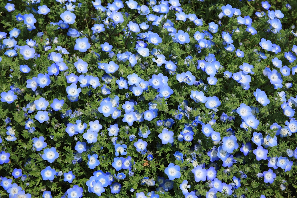 blue flowering plant