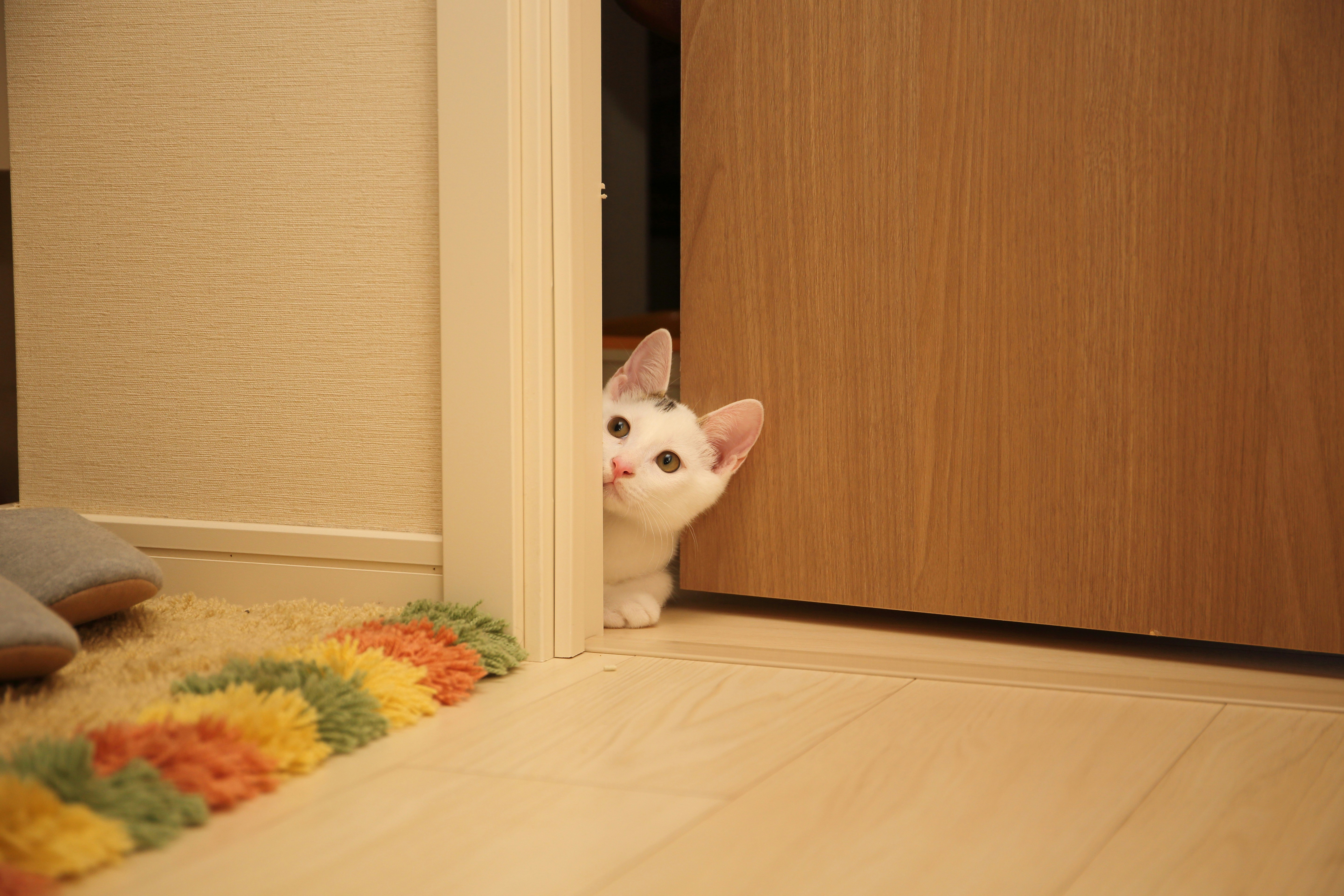 The Cat Who Blocked a Toddler’s Escape (image credits: unsplash)