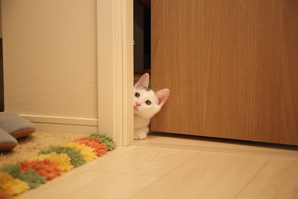 white cat sitting between wall and door