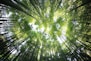 worms eye view of forest during day time