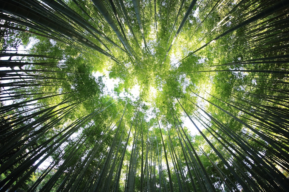 worms eye view of forest during day time