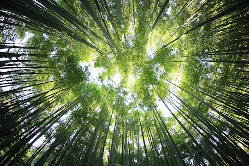 Natureza