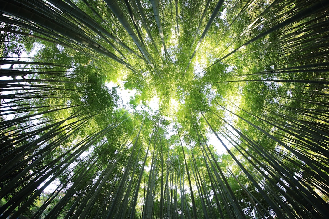 Looking up through a green forest canopy