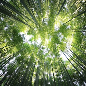 worms eye view of forest during day time