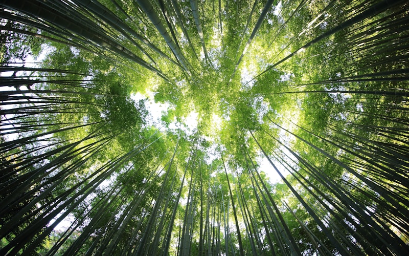 worms eye view of forest during day time