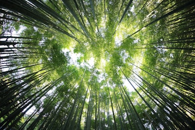 Performance nature