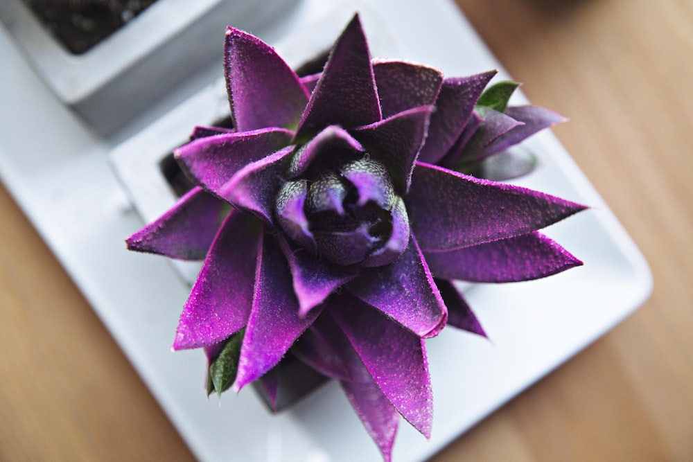 purple flower