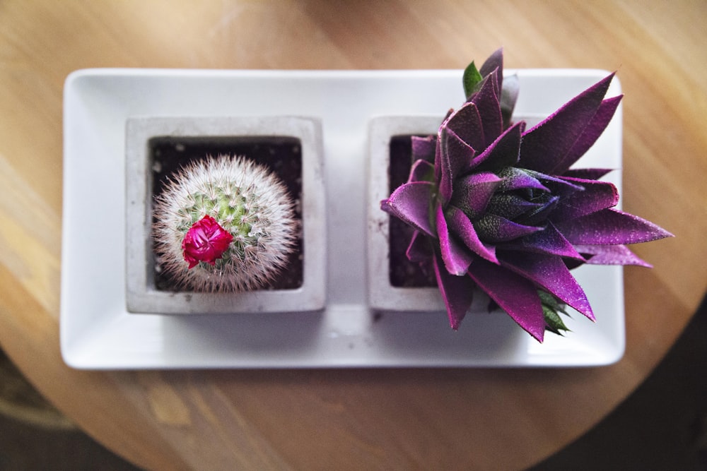 Fotografia flatlay di piante grasse e cactus rosa e viola
