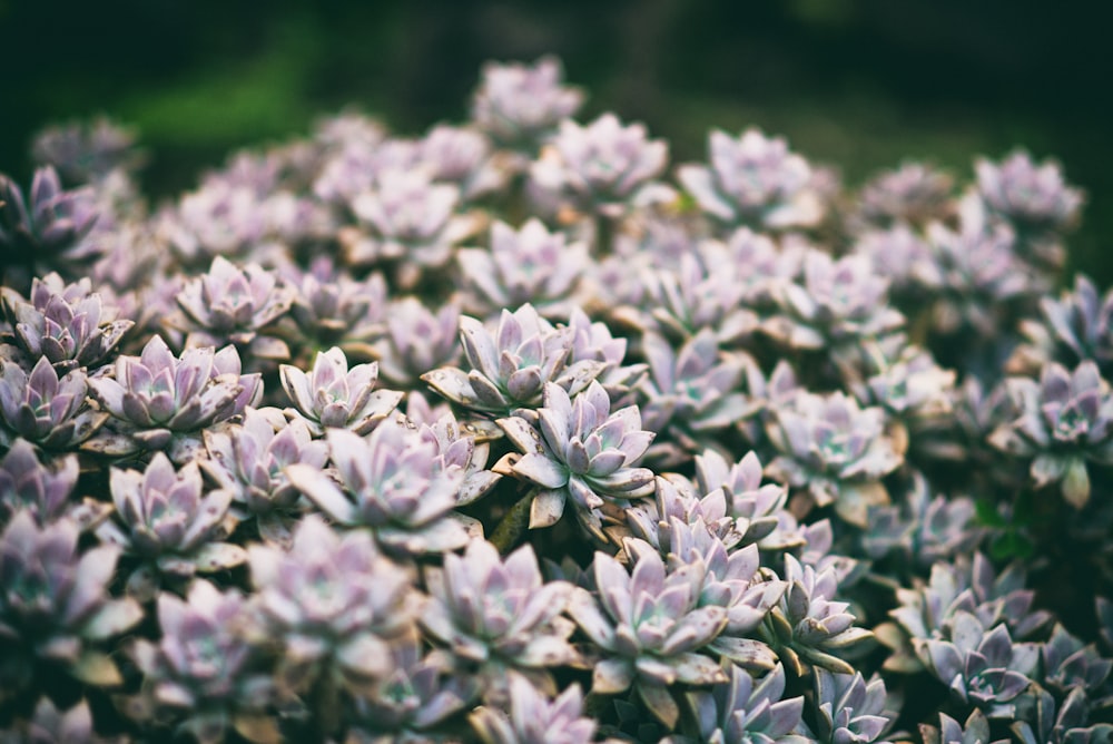 white clustered petal flowers