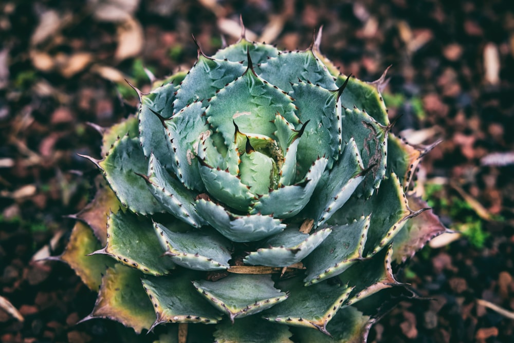 Fotografía macro de planta verde