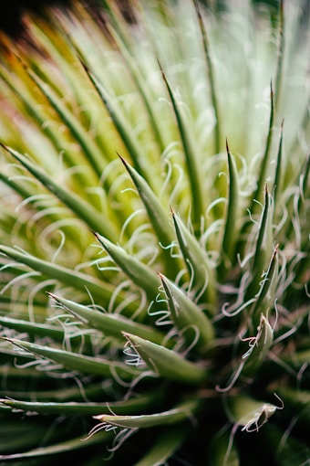macro photography of green leafed plant