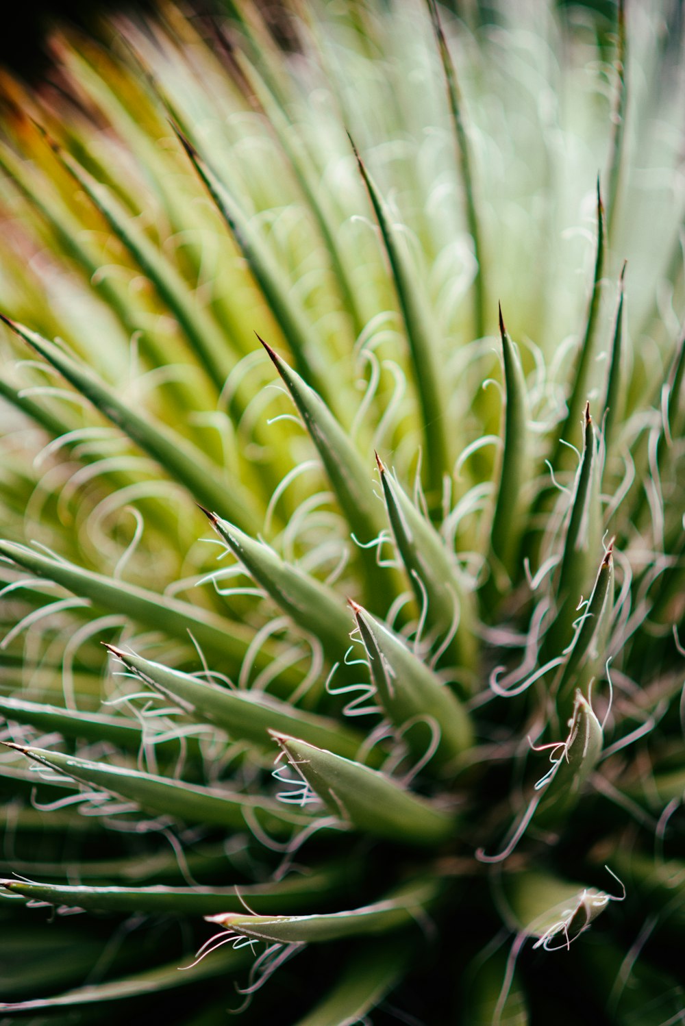 macro photography of green leafed plant