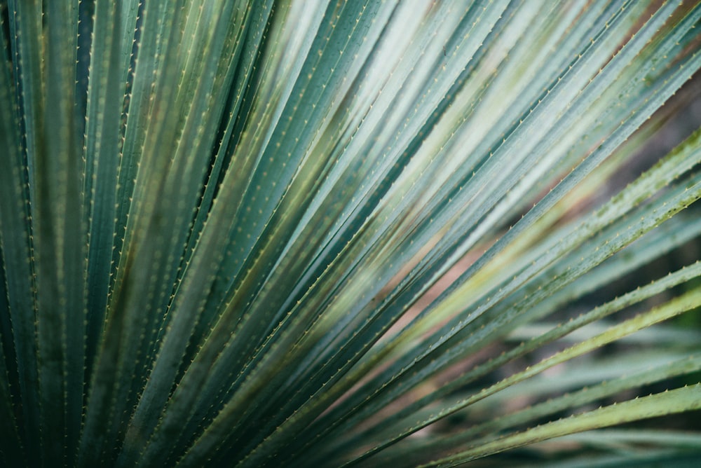 a close up of a large green leaf