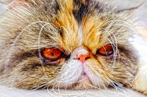 A close-up image of a cat with a flattened face and long whiskers. The cat has a mix of orange, white, and brown fur, with striking orange eyes. Its expression appears tired or slightly grumpy.