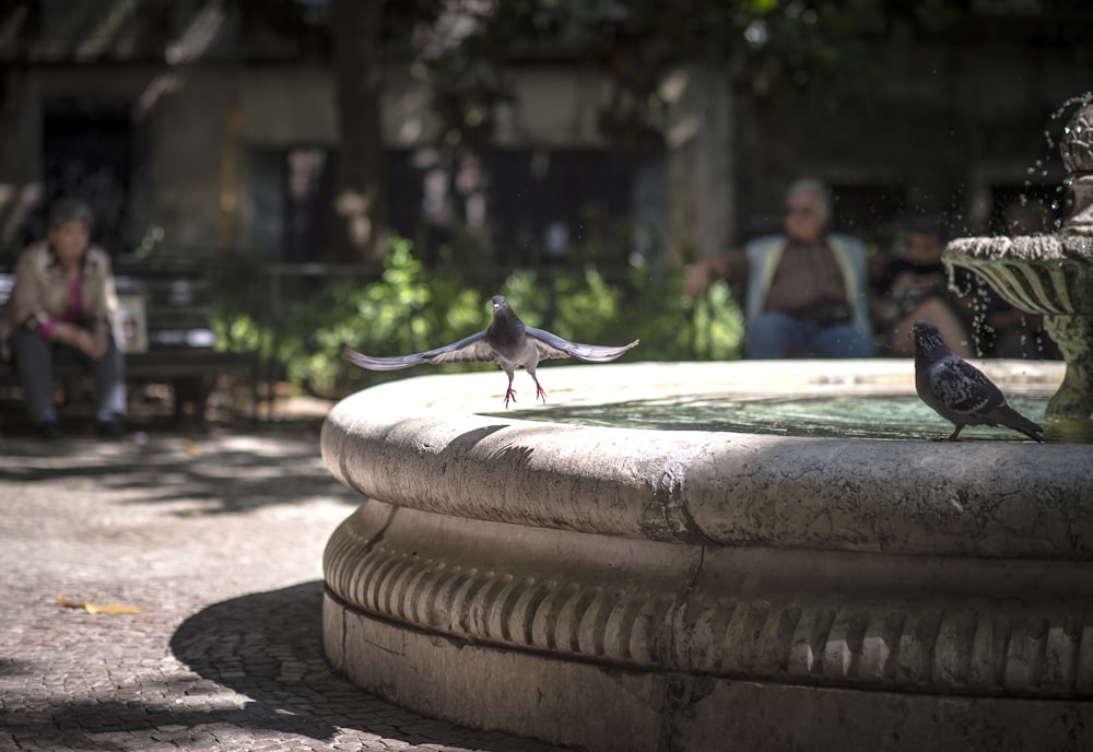 pigeon about to fly away from outdoor water fountain