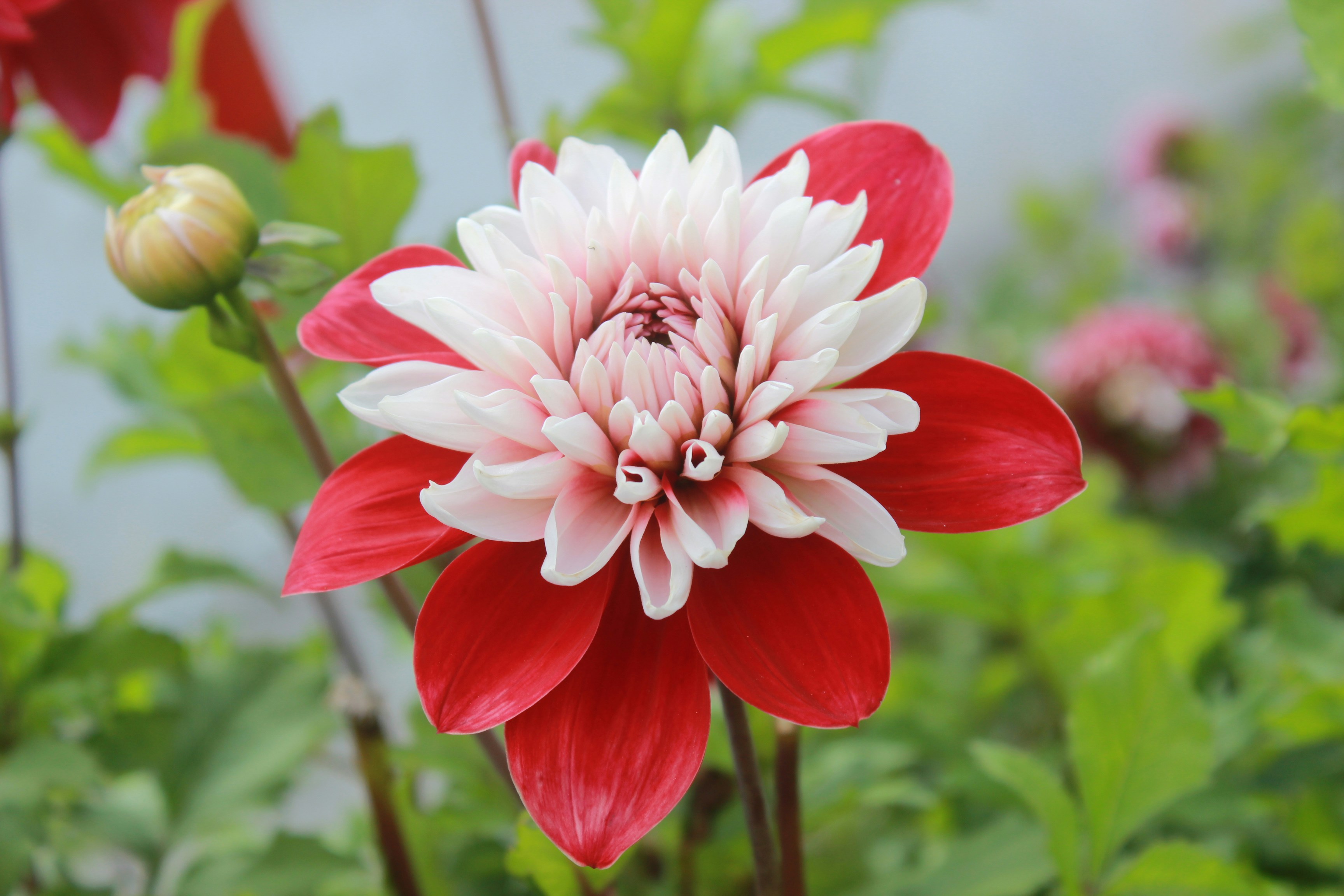 Free Unsplash photo from Adil Roy