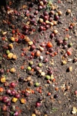 A variety of small fruits and vegetables, including onions and tomatoes, are scattered across damp, earthy soil. The produce appears to be discarded, with some partially decomposed and others still intact, creating a mix of textures among the organic matter.
