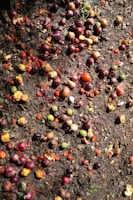 A variety of small fruits and vegetables, including onions and tomatoes, are scattered across damp, earthy soil. The produce appears to be discarded, with some partially decomposed and others still intact, creating a mix of textures among the organic matter.