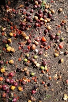 A variety of small fruits and vegetables, including onions and tomatoes, are scattered across damp, earthy soil. The produce appears to be discarded, with some partially decomposed and others still intact, creating a mix of textures among the organic matter.