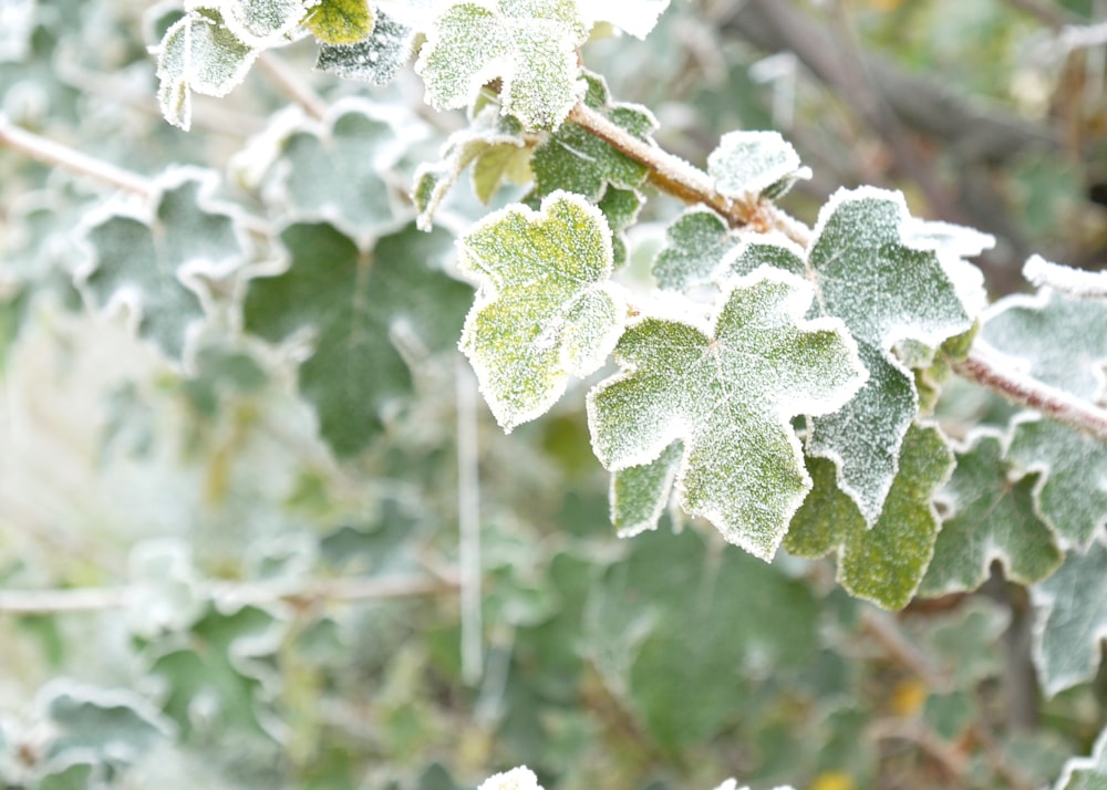 focus photography of green leafed plant