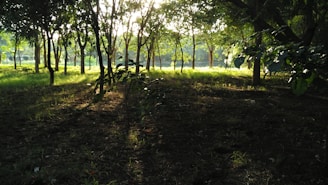 Sunlight filtering through trees on a peaceful plot.