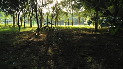 Sunlight filtering through trees on a peaceful plot.