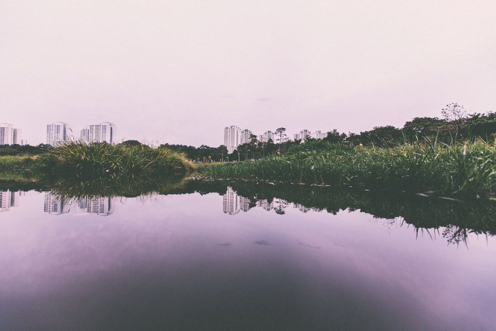 reflective photography of green grass near body of water